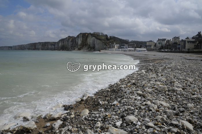 Plage de galets (Etretat) - gryphea.org